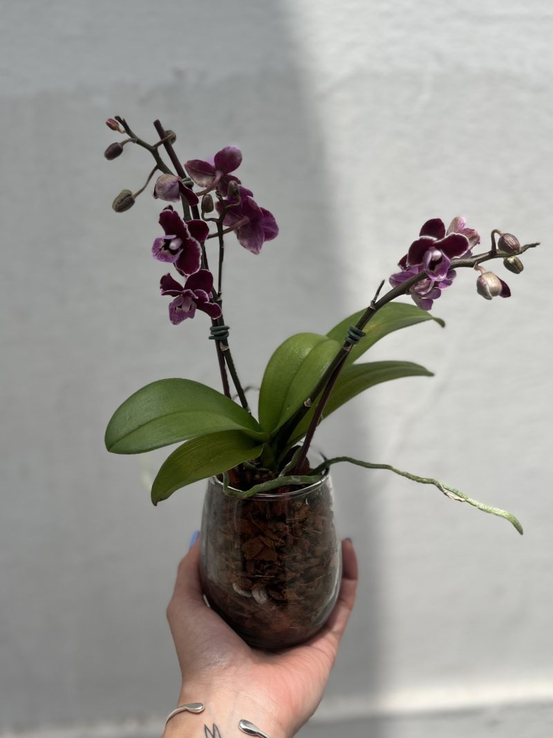 Planta Mini Orquídea