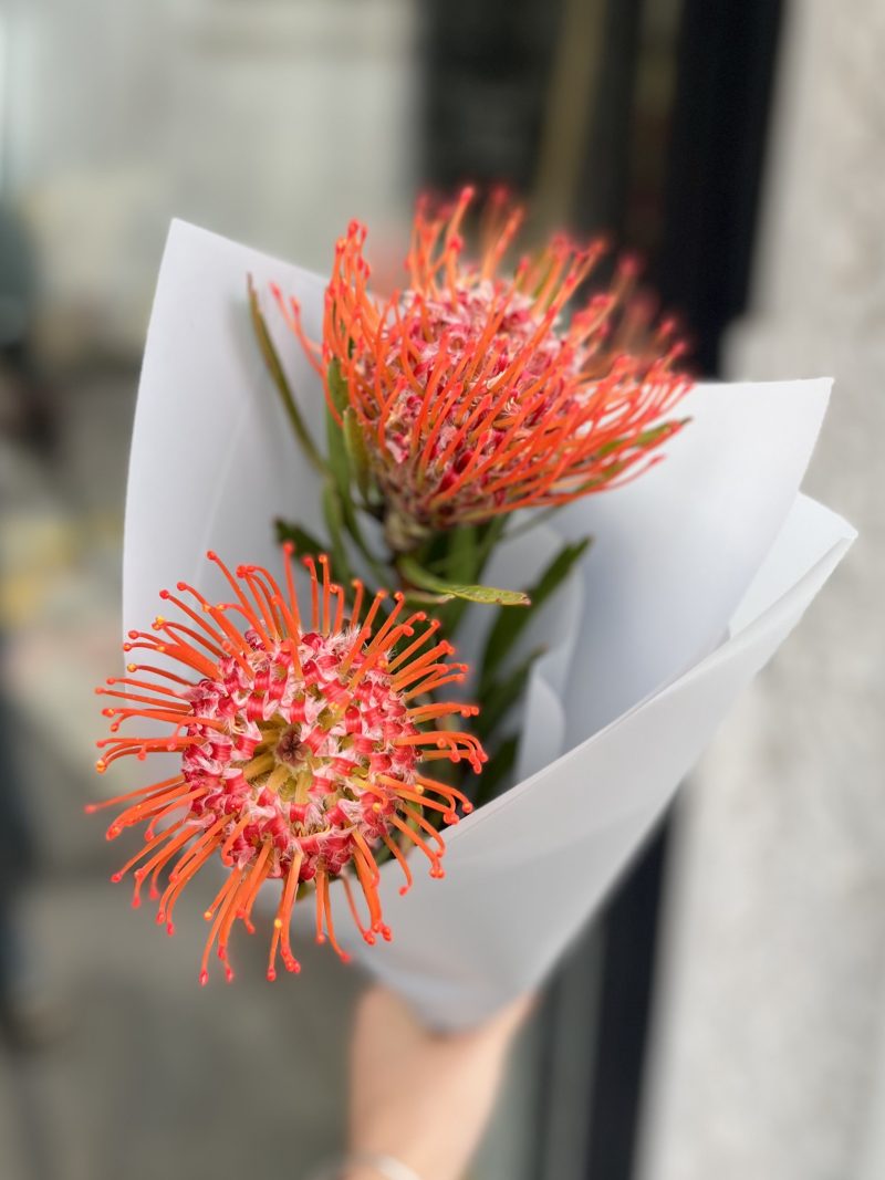 ¡Nuevo! Leucospermum 2 varas